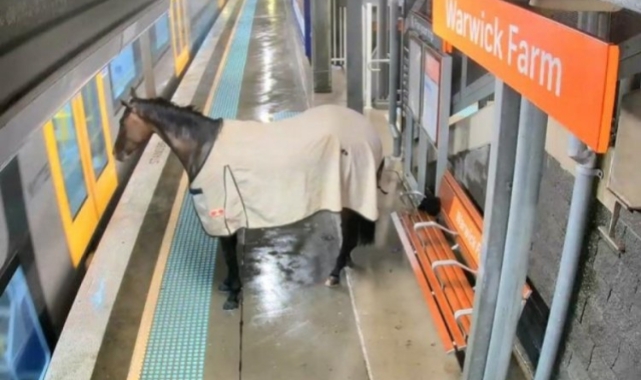 Kaçan yarış atı tren istasyonuna daldı