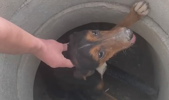 Rögara düşen köpeği kurtardı