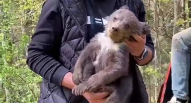 Ormandan şehre indi maskot oldu