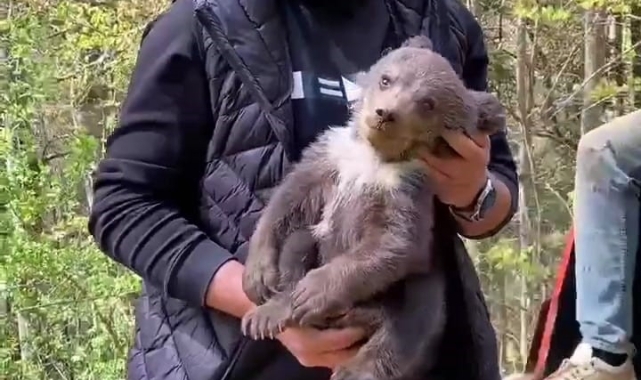 Ormandan şehre indi maskot oldu