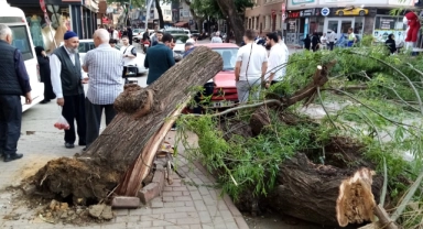 Otomobilin üzerine ağaç devrildi