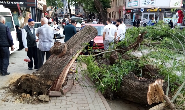 Otomobilin üzerine ağaç devrildi