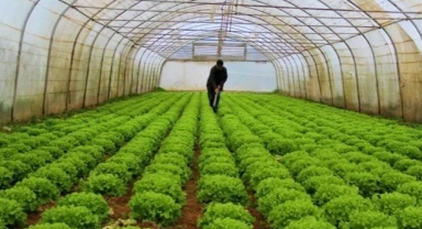 Serada erken hasat fiyatları etkiledi