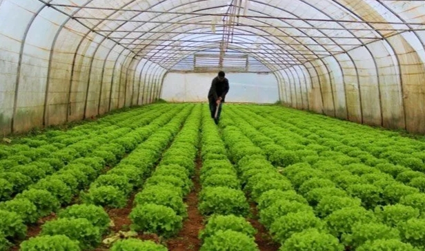 Serada erken hasat fiyatları etkiledi