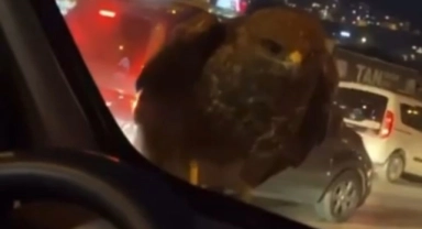 Seyir halindeki araca şahin kondu