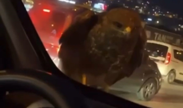 Seyir halindeki araca şahin kondu