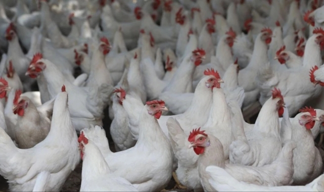Ticaret Bakanlığı 'o' ürünün ihracatını yasaklıyor!