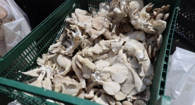 Üretilen istiridye mantarları ücretsiz dağıtılıyor