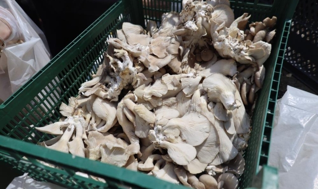 Üretilen istiridye mantarları ücretsiz dağıtılıyor