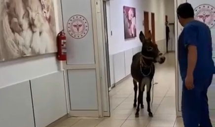 Yalova'da görenleri şaşkına çeviren olay! Eşek acil servise girdi