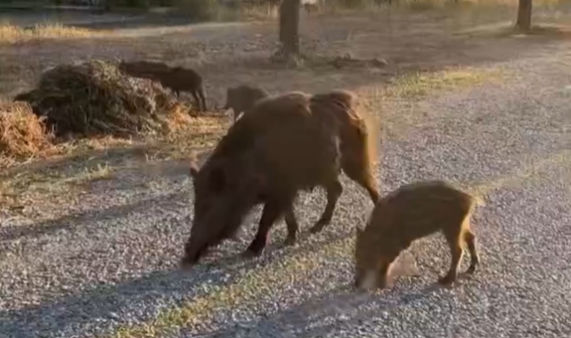 Aç kalan domuzları kurabiye ile besledi
