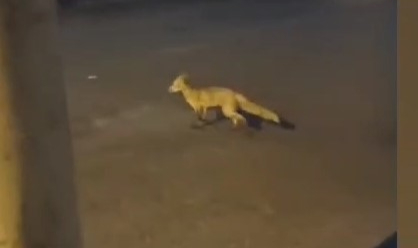 Aç kalan tilki Bursa sokaklarında gezdi