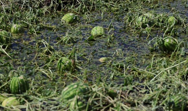 Adana'da dolu yağışı tarım arazilerine zarar verdi