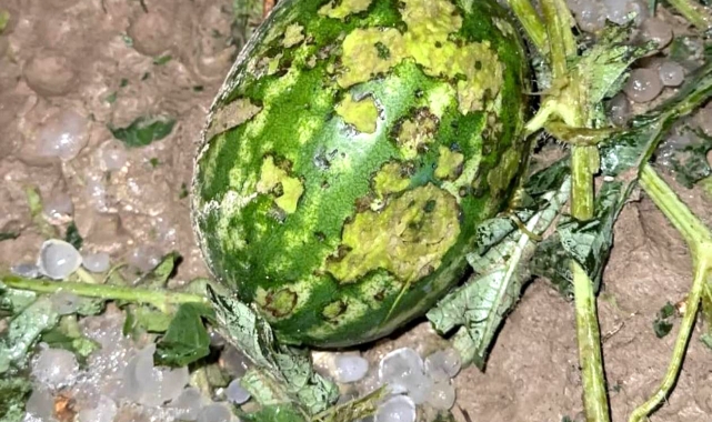 Antalya'da fırtına ve dolu zararı