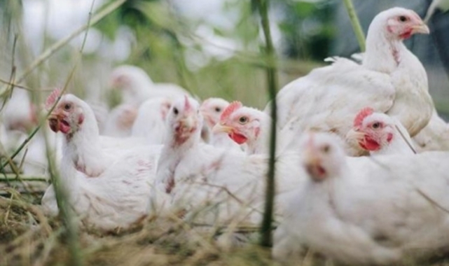 Avustralya'da ilk defa H5N1 bir insanda tespit edildi