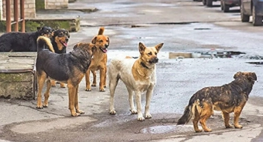 Başıboş köpekler için düzenleme yolda!