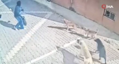 Başıboş köpekler kız öğrenciye saldırdı