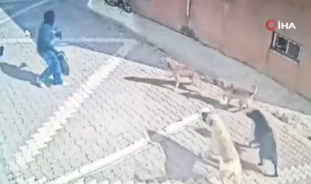 Başıboş köpekler kız öğrenciye saldırdı