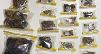 Bin 500 adet akrep örümcek tarantula ele geçildi