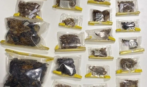 Bin 500 adet akrep örümcek tarantula ele geçildi