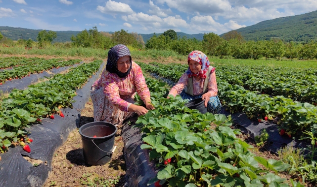 Bursa'da çilek hasatı başladı