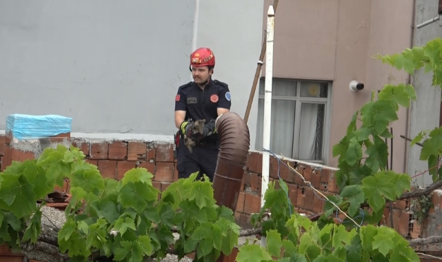 Bursa'da kedi kurtarma operasyonu!
