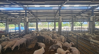 Bursa'da kurban pazarı kuruldu!