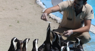 Bursa'da penguen ailesine 2 yeni üye