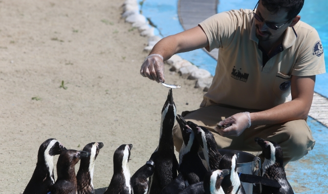 Bursa'da penguen ailesine 2 yeni üye