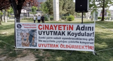 Bursa'da sokak hayvanları için ortak ses!