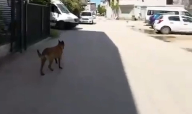Bursa'da sokak köpekleri 3 çocuğa saldırdı!