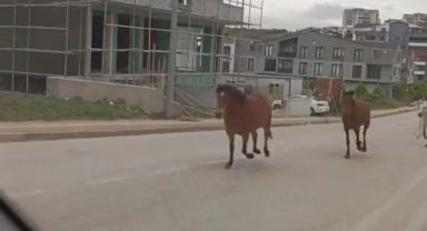 Cadde bir anda hipodroma döndü