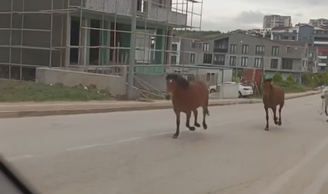 Cadde bir anda hipodroma döndü