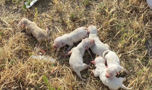 Çöp konteynerine atılan çuvaldan 6 köpek yavrusu çıktı
