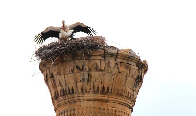 Depremde yarısı yıkılan minareye leylekten yuva!