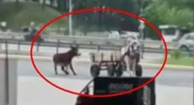 Eşeği at arabasına bağlayıp sürükledi, sopayla dövdü