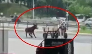 Eşeği at arabasına bağlayıp sürükledi, sopayla dövdü