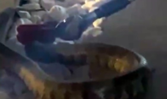 Evin bahçesine giren zehirli yılan yakalanarak doğaya salındı