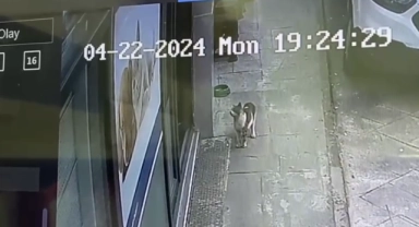 Hasta kedi veterinere gitti