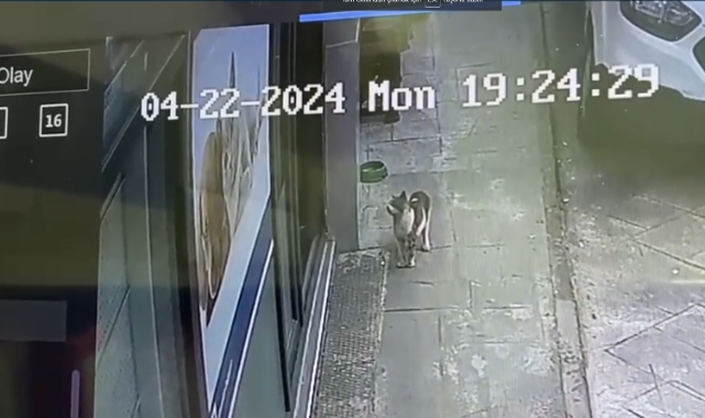 Hasta kedi veterinere gitti