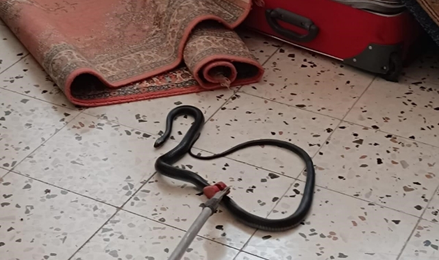 Hatay'da eve giren yılan korkuttu