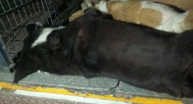İzmir'de 6 köpek zehirlenerek öldürüldü!