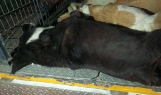İzmir'de 6 köpek zehirlenerek öldürüldü!