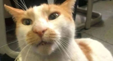 "Kedi Faruk" davasının sanığı hakim önünde