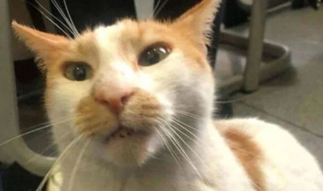 "Kedi Faruk" davasının sanığı hakim önünde