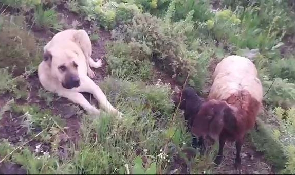 Koyun ve yavrusunu canı pahasına korudu!