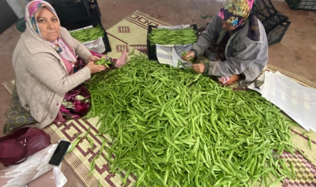 Meşhur nazende fasulyesi hasatı başladı