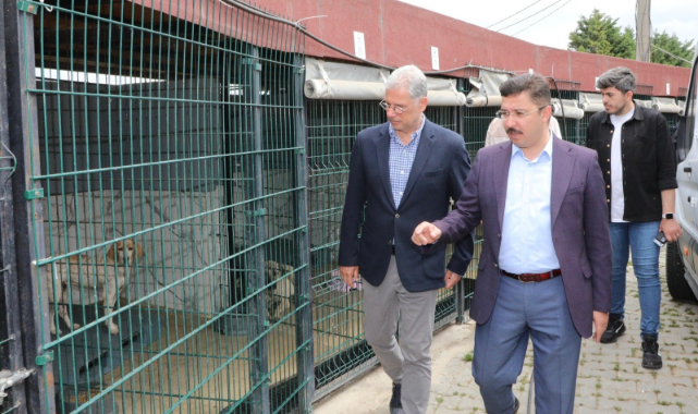 Mudanya'da sokak hayvanları için rehabilitasyon merkezi açılacak
