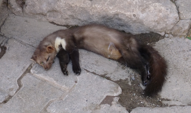 Nesli tükenmek üzere olan alaca sansar, Gercüş’te ölü bulundu