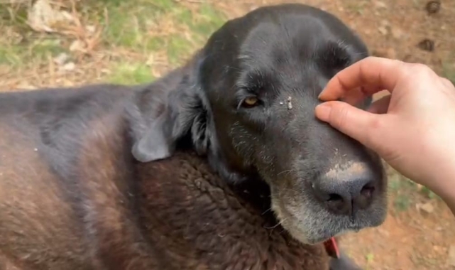 Otomobilin altında kalan köpek canından oldu!